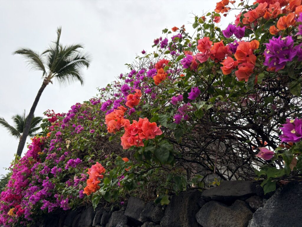 kona flowers