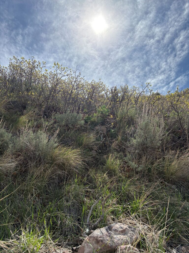 bonneville shoreline trail