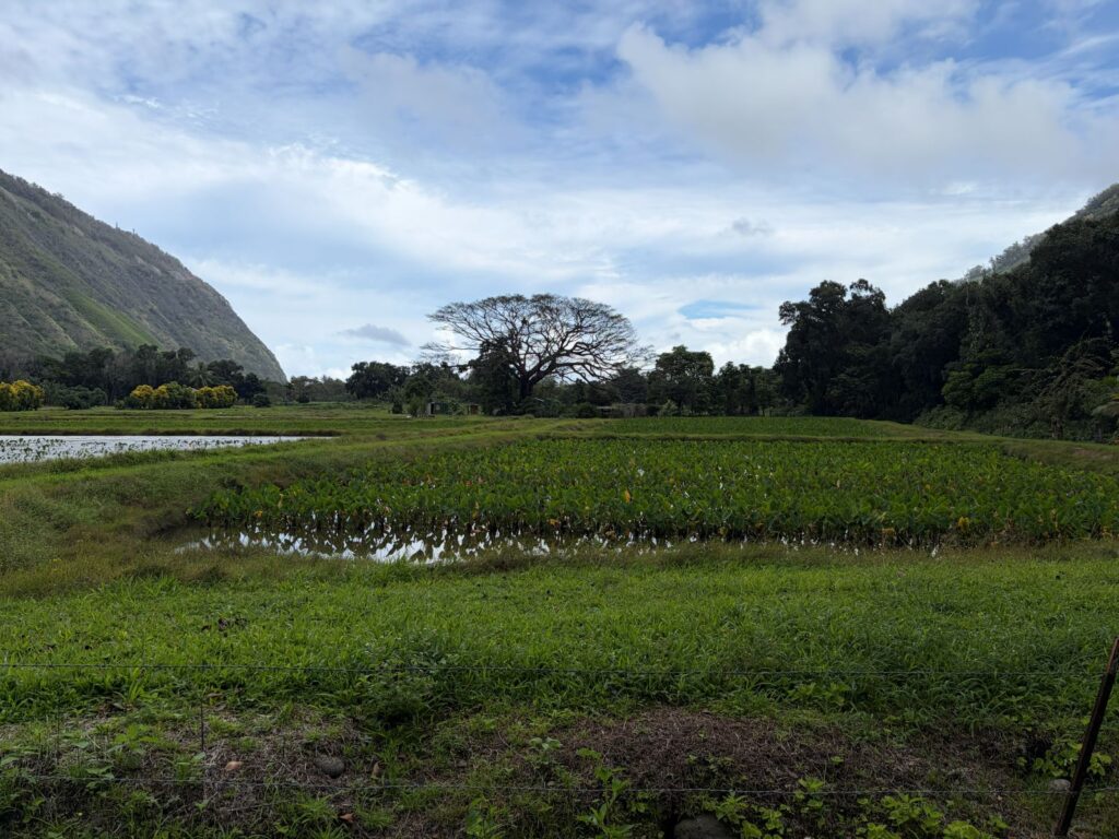 waipio valley taro field