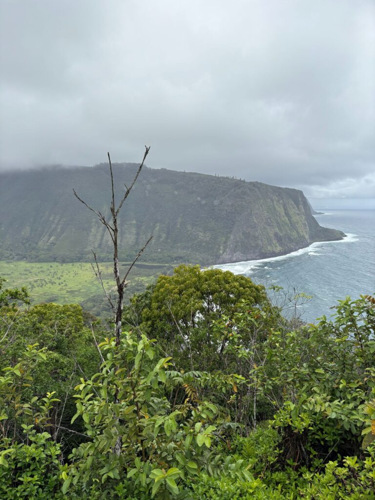 Waipio valley lookout view and tree