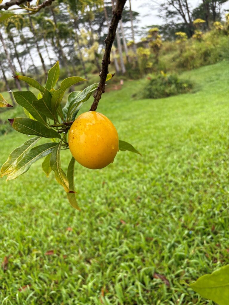 Abiu fruit